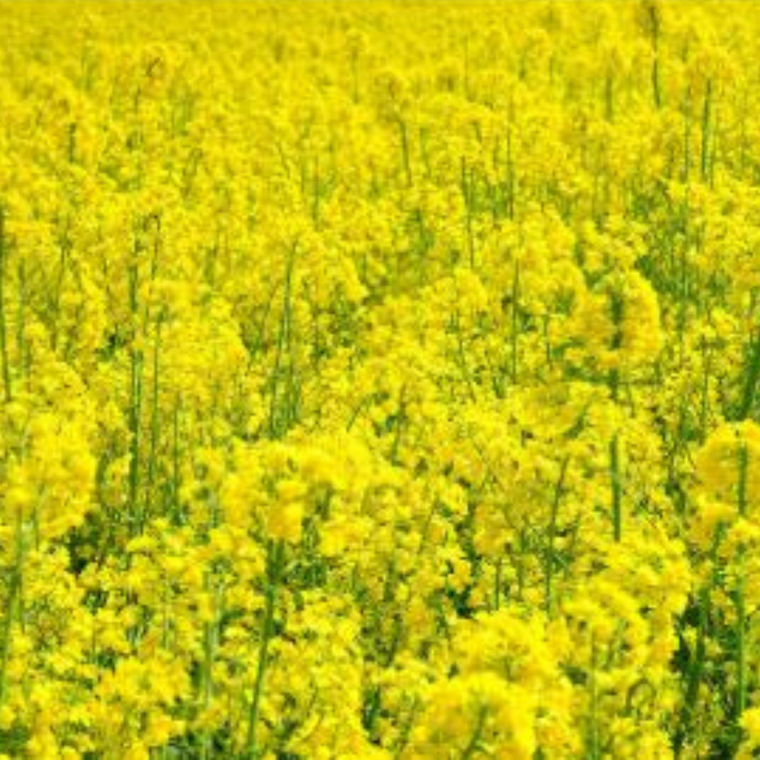 Specializuotas kvapas muilo gamybai "Geltona" -švelnus gėlių kvapas su švaros pojūčiu.