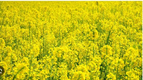 Specializuotas kvapas muilo gamybai "Geltona" -švelnus gėlių kvapas su švaros pojūčiu.